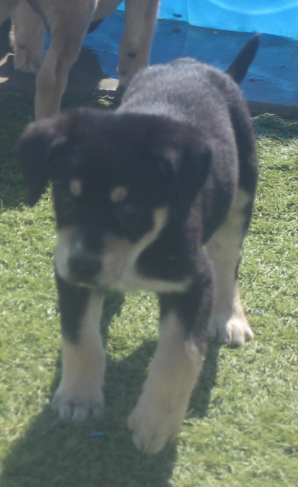 BARLOW, a ADOPTABLE mixed breed in Wasco, CA image 1/6