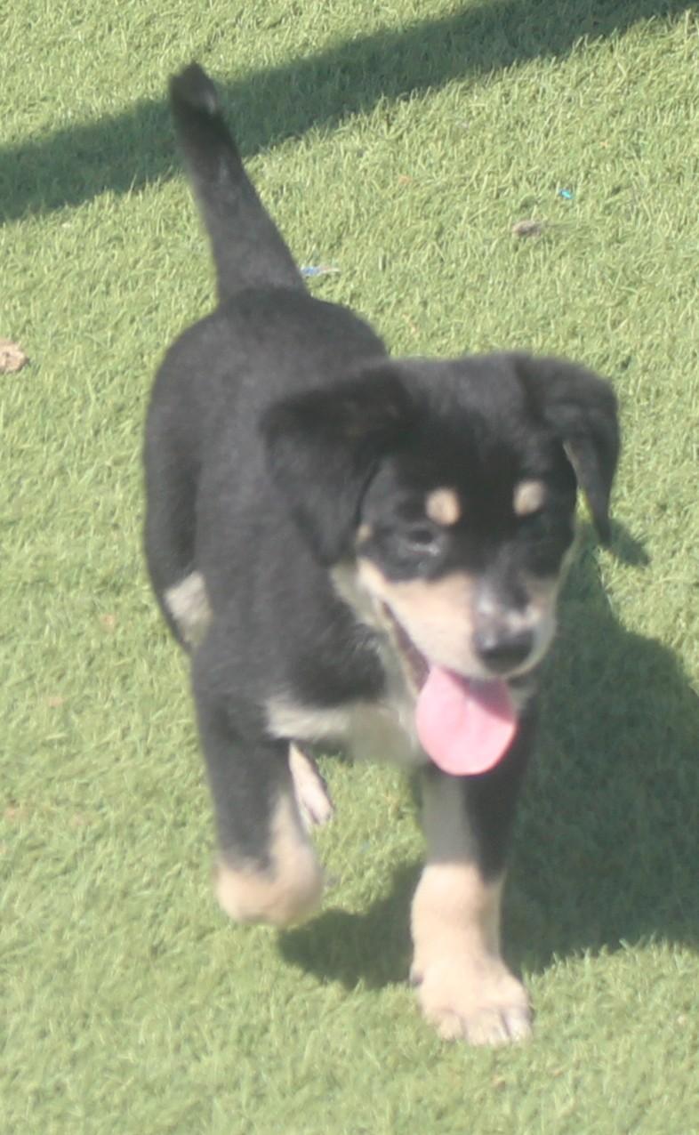 BARLOW, a ADOPTABLE mixed breed in Wasco, CA image 3/6