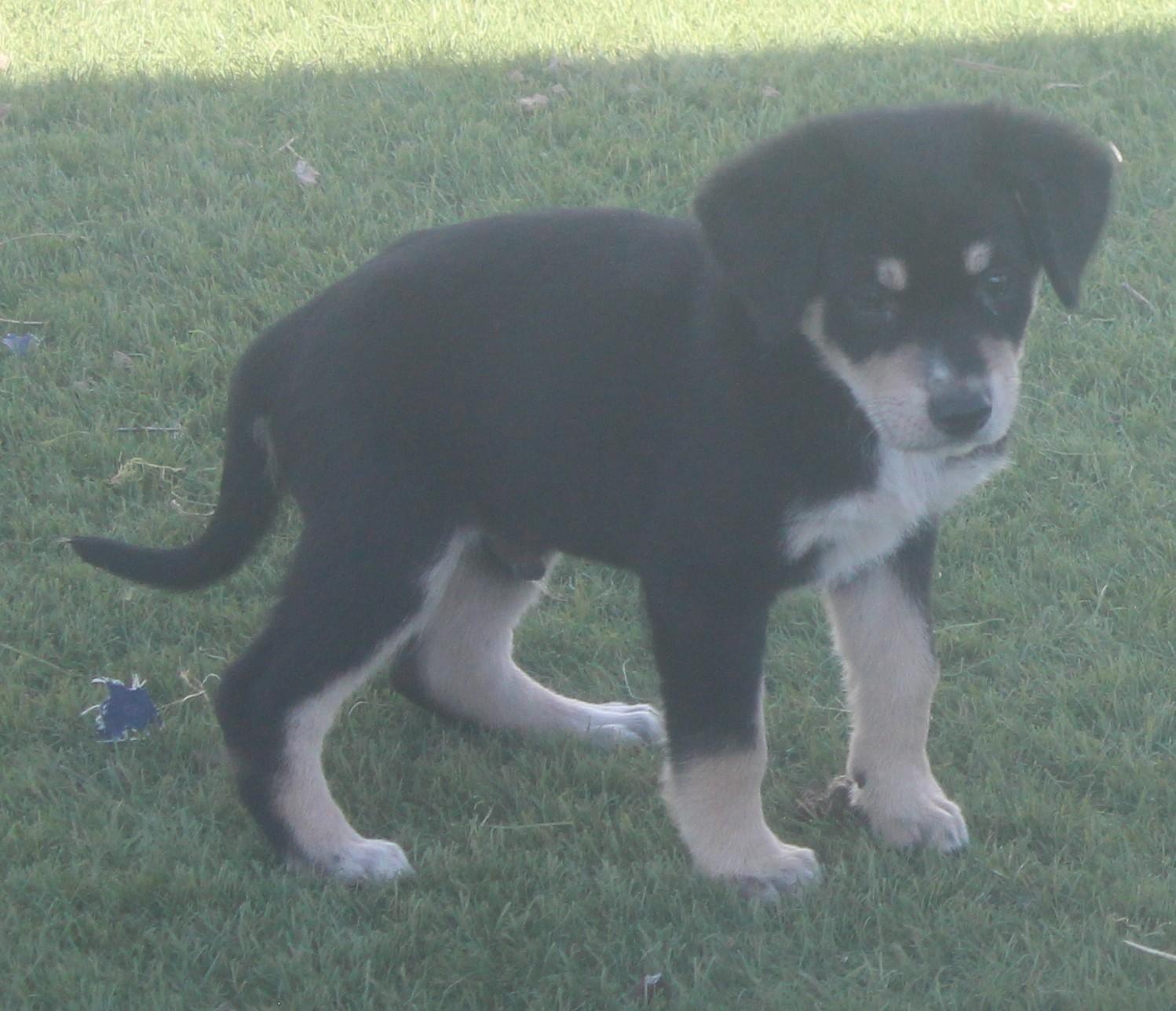 BARLOW, a ADOPTABLE mixed breed in Wasco, CA image 5/6
