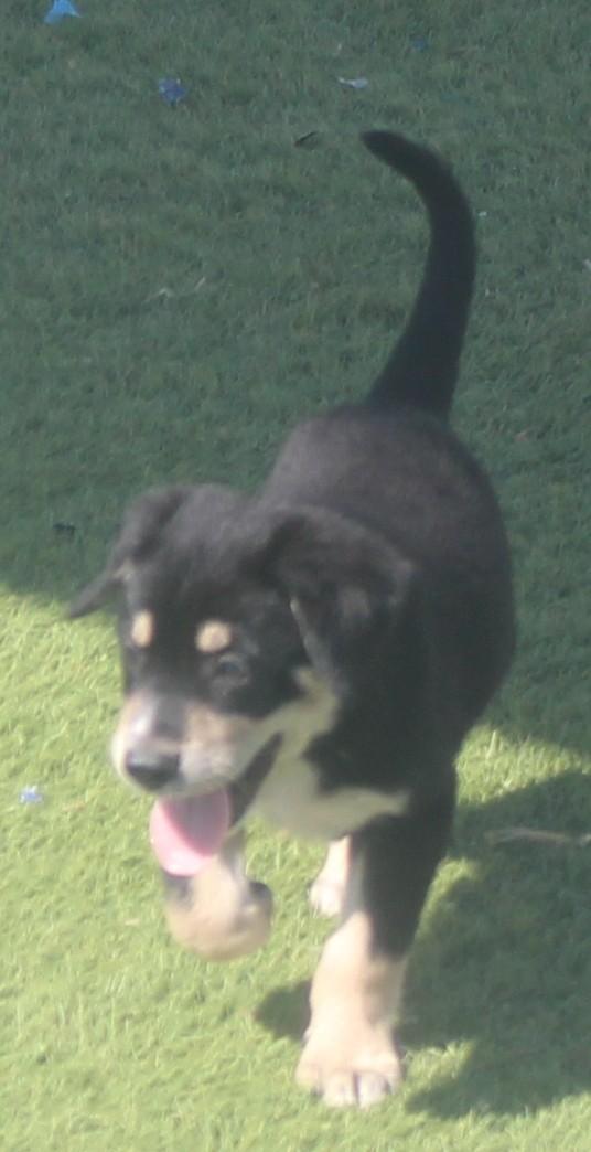 BARLOW, a ADOPTABLE mixed breed in Wasco, CA image 4/6