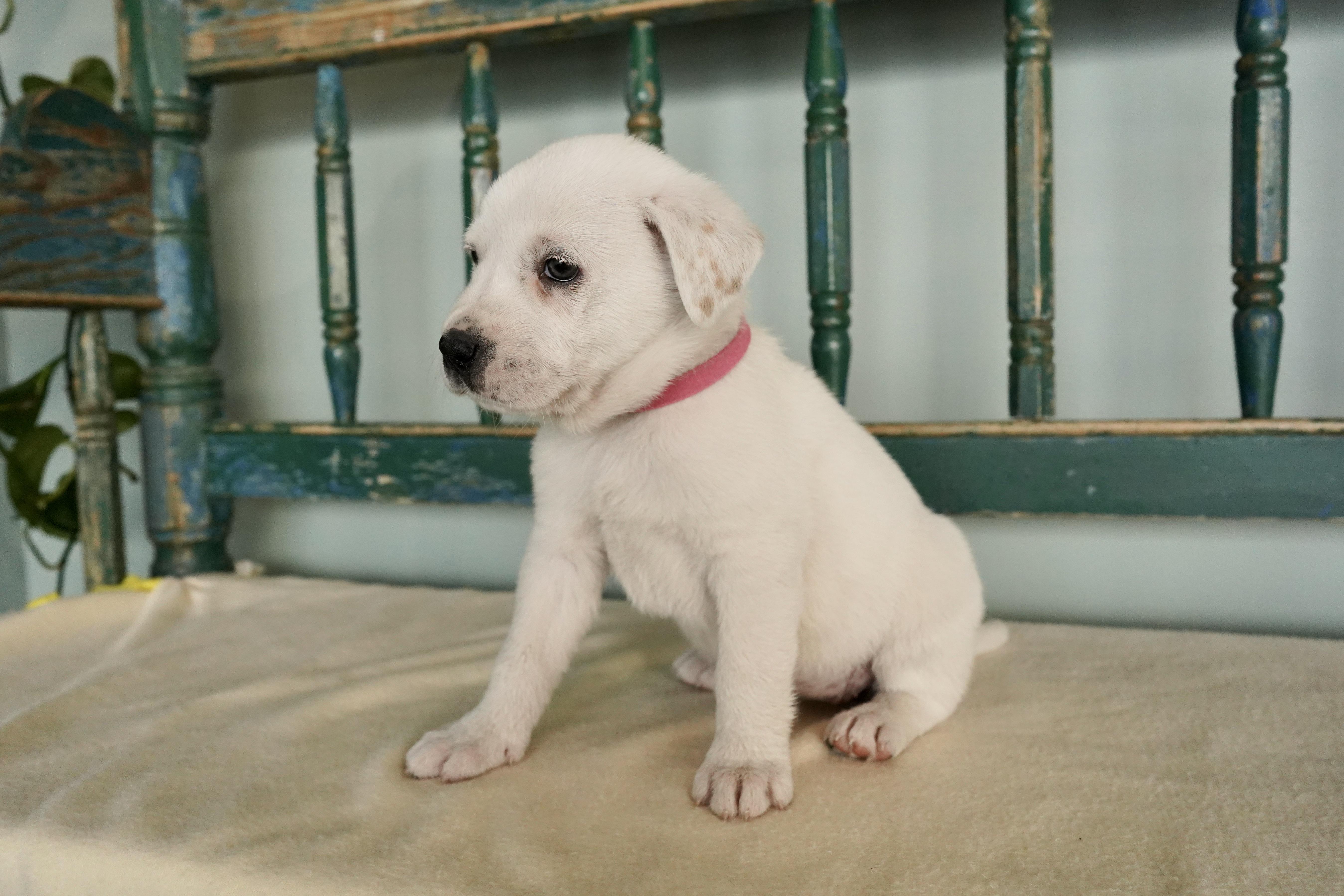 Nora, Adoptable, Young Female Jack Russell Terrier & Retriever.