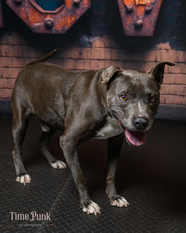 Enlarge Roco, a Adoptable mixed breed in Salt Lake City, UT image 1/2