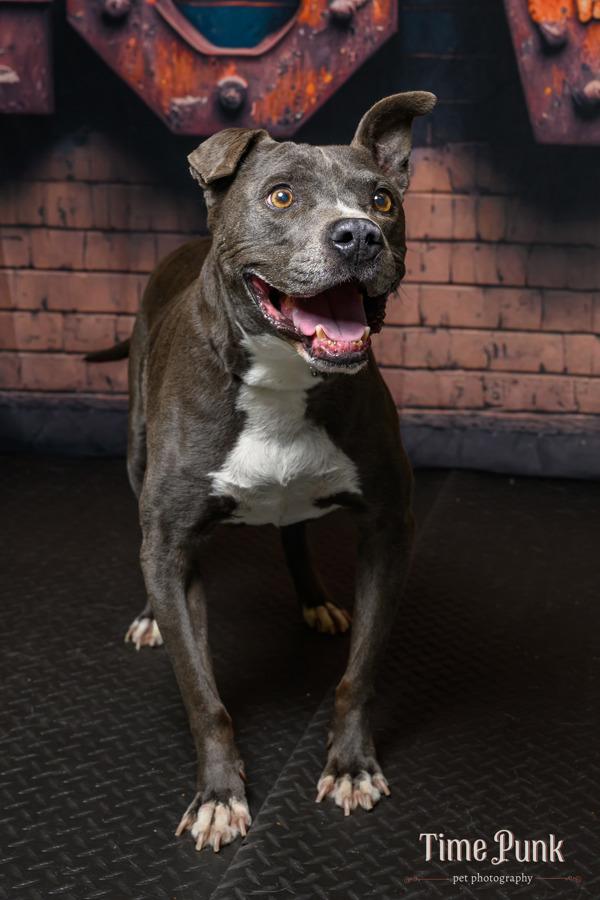Enlarge Roco, a Adoptable mixed breed in Salt Lake City, UT image 2/2