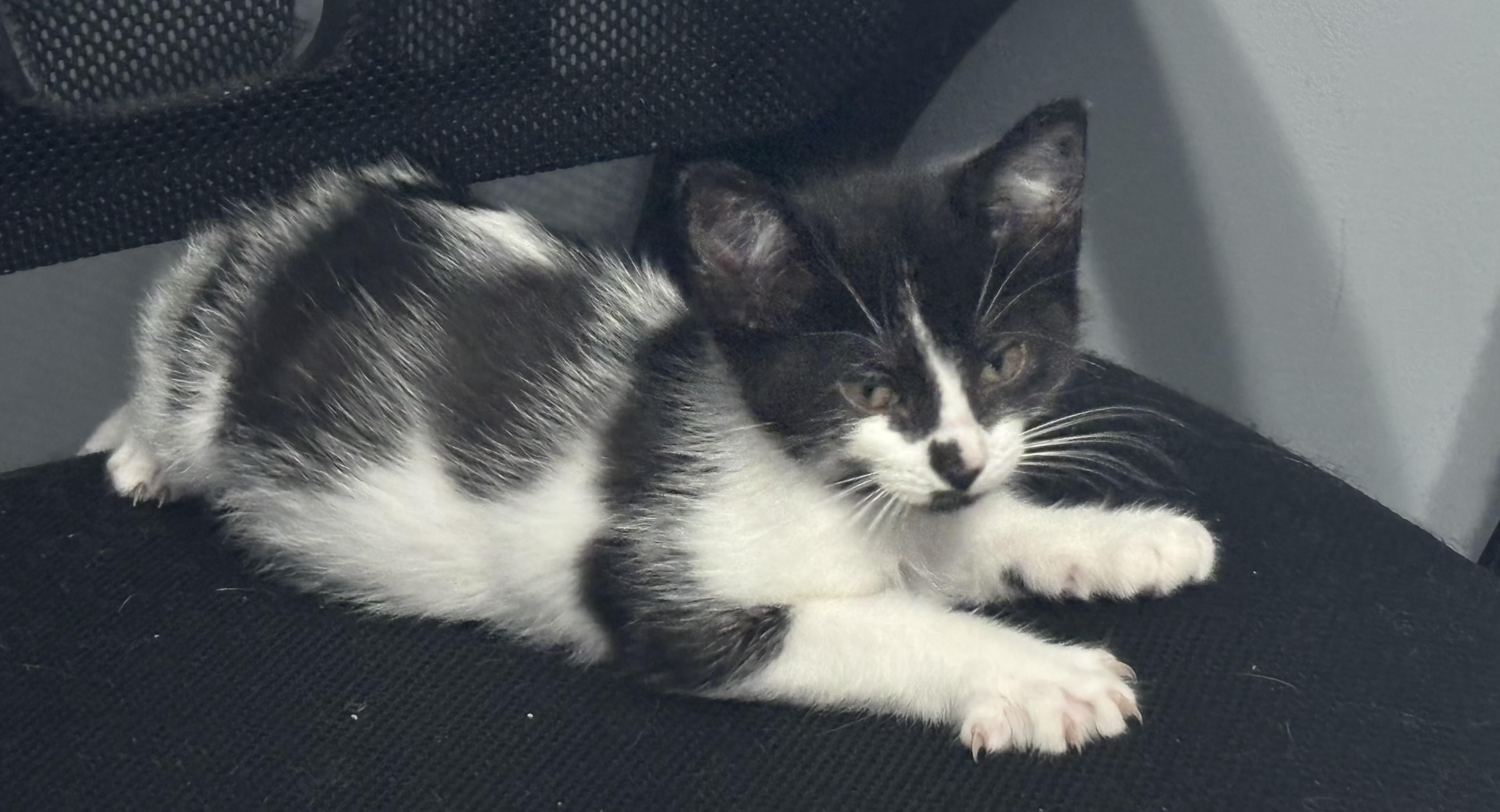 Brinley, a Adoptable Domestic Short Hair in Macomb, MI image 1/2