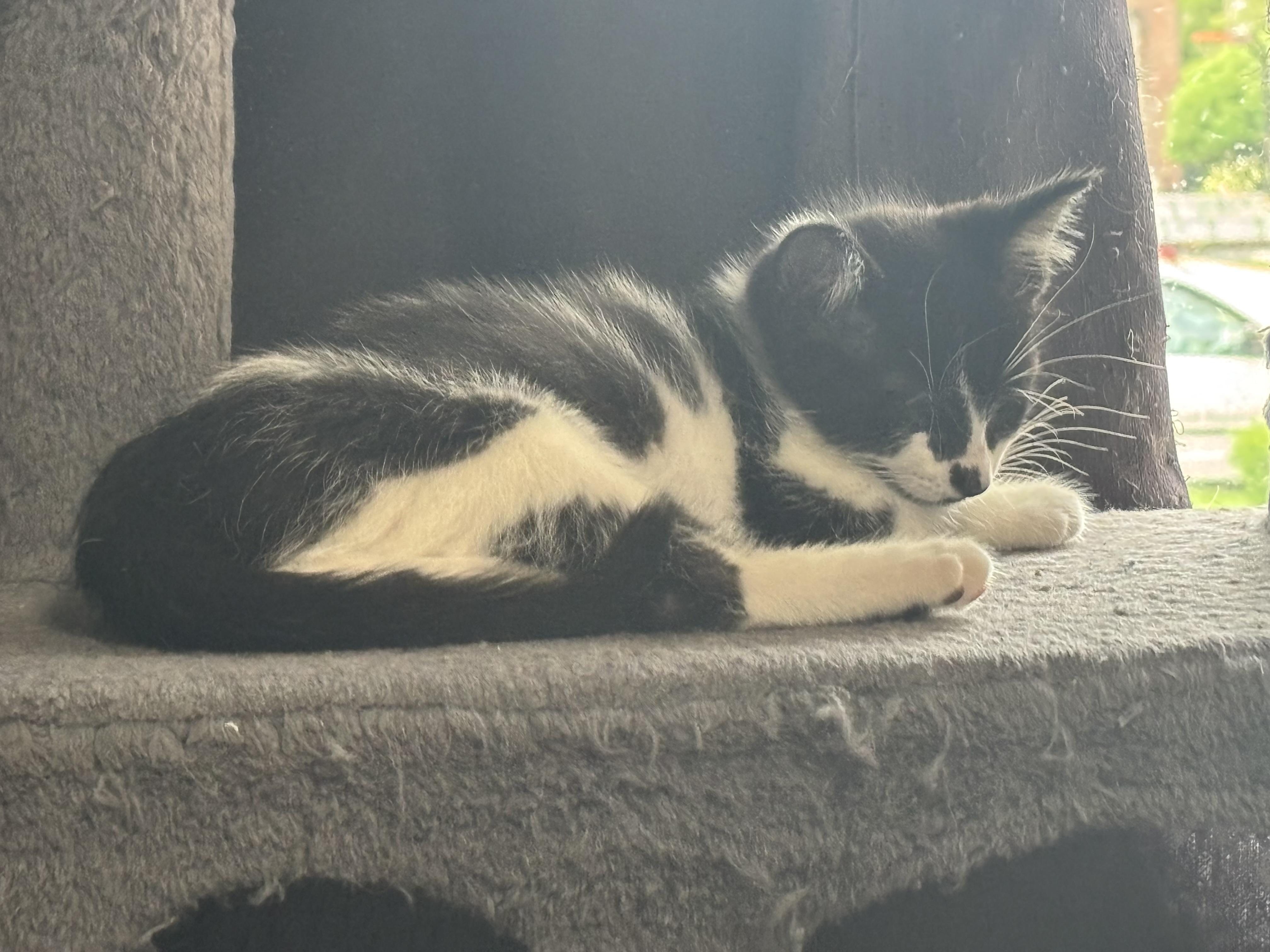 Brinley, a Adoptable Domestic Short Hair in Macomb, MI image 2/2