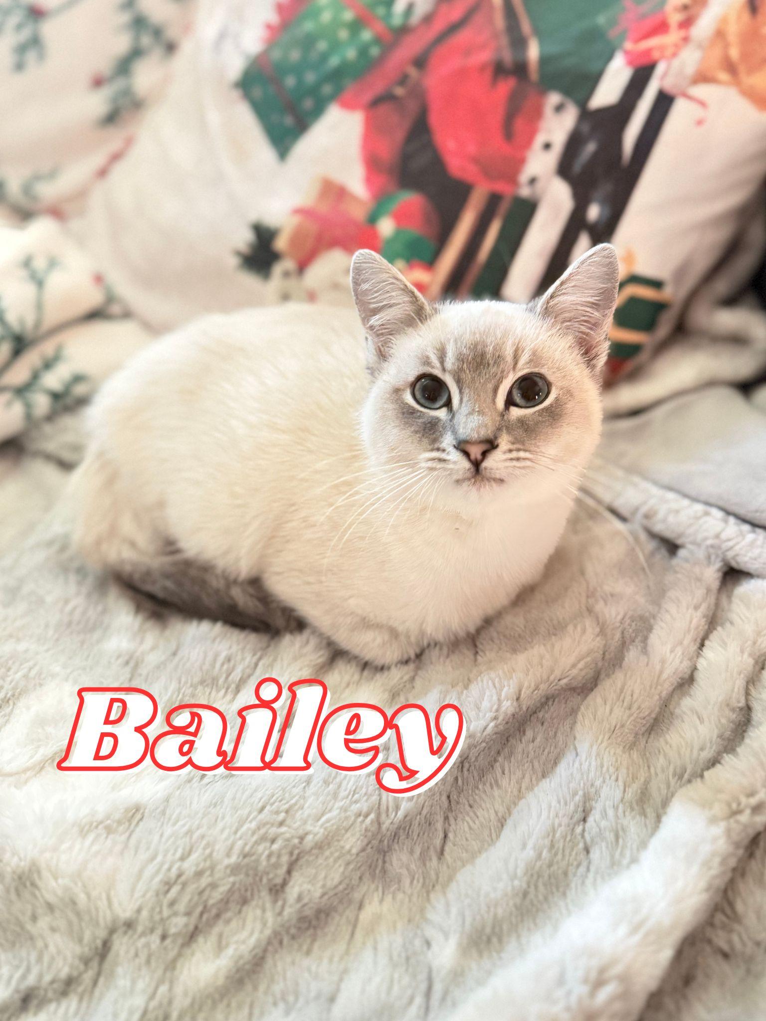 Enlarge Bailey, a ADOPTABLE mixed breed in Hollister, CA image 1/1