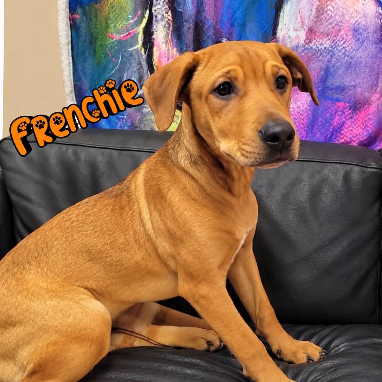 Enlarge Frenchie, a Adoptable mixed breed in Rock Hill, NY image 1/1