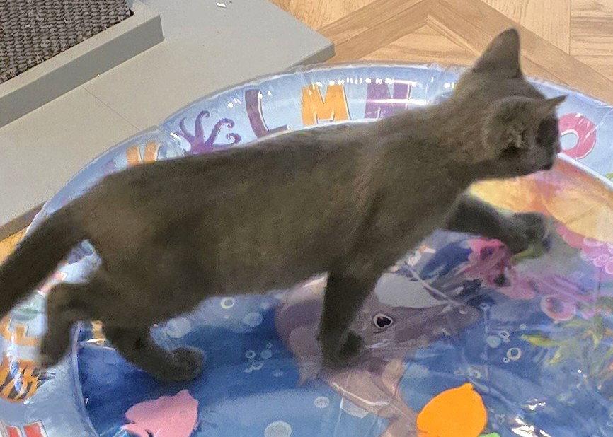 Aston, Adoptable, Kitten Male Domestic Short Hair.