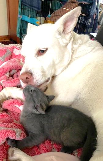 Aston, a Adoptable Domestic Short Hair in Shawnee, KS image 2/3