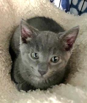 Aston, a Adoptable Domestic Short Hair in Shawnee, KS image 3/3
