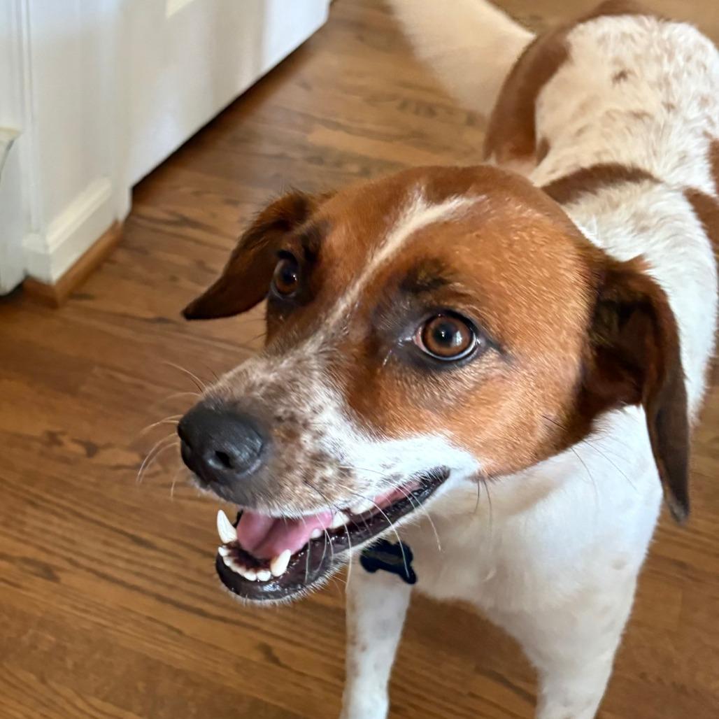 Maeby, Adoptable, Adult Female Beagle & Mixed Breed.