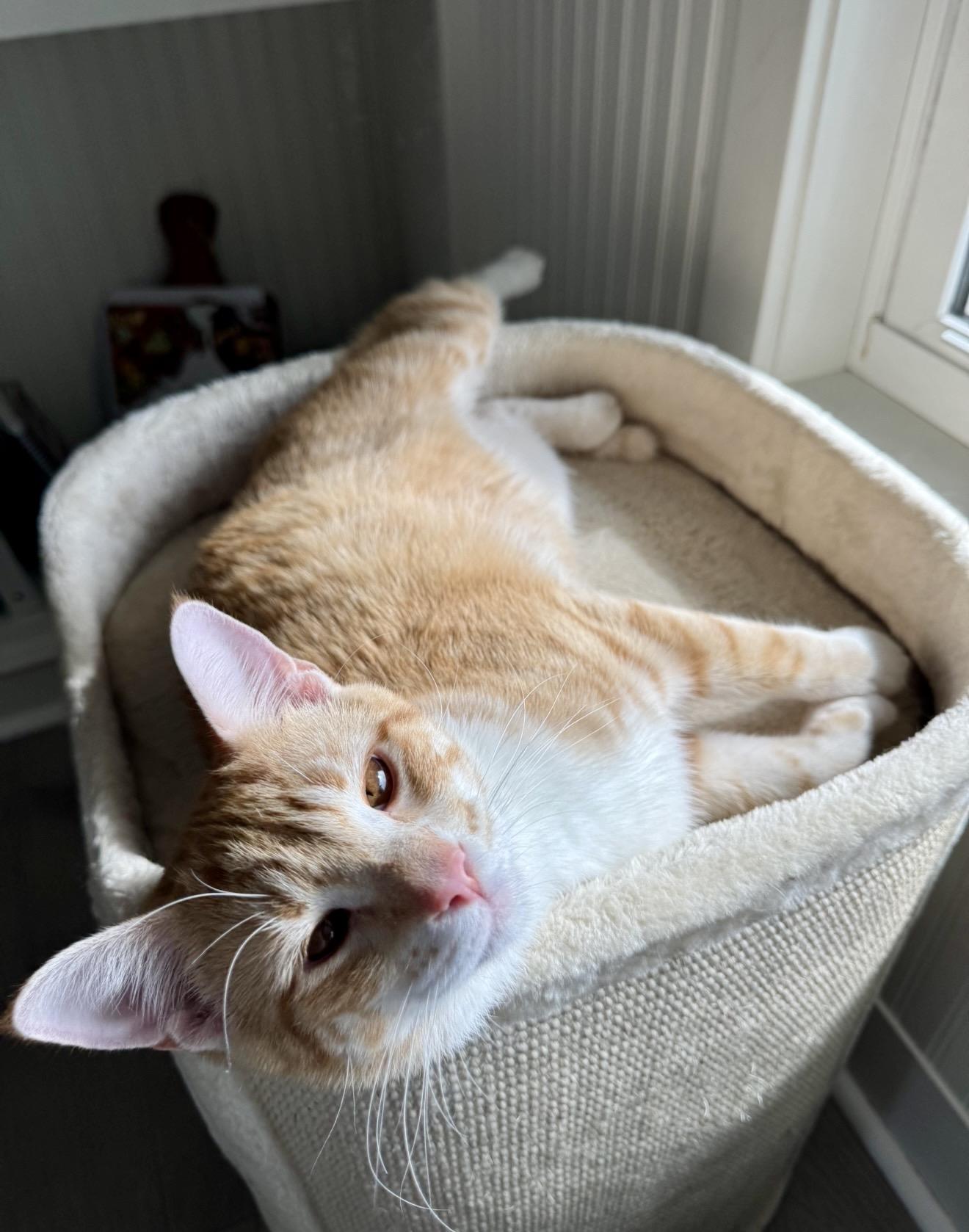 Enlarge Rigel, a ADOPTABLE Domestic Short Hair in Douglas, MI image 3/3
