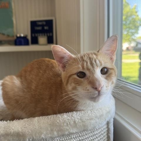 Enlarge Rigel, a ADOPTABLE Domestic Short Hair in Douglas, MI image 2/3
