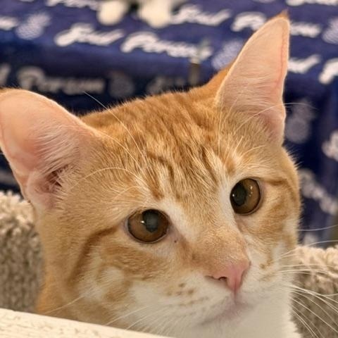 Enlarge Rigel, a ADOPTABLE Domestic Short Hair in Douglas, MI image 1/3