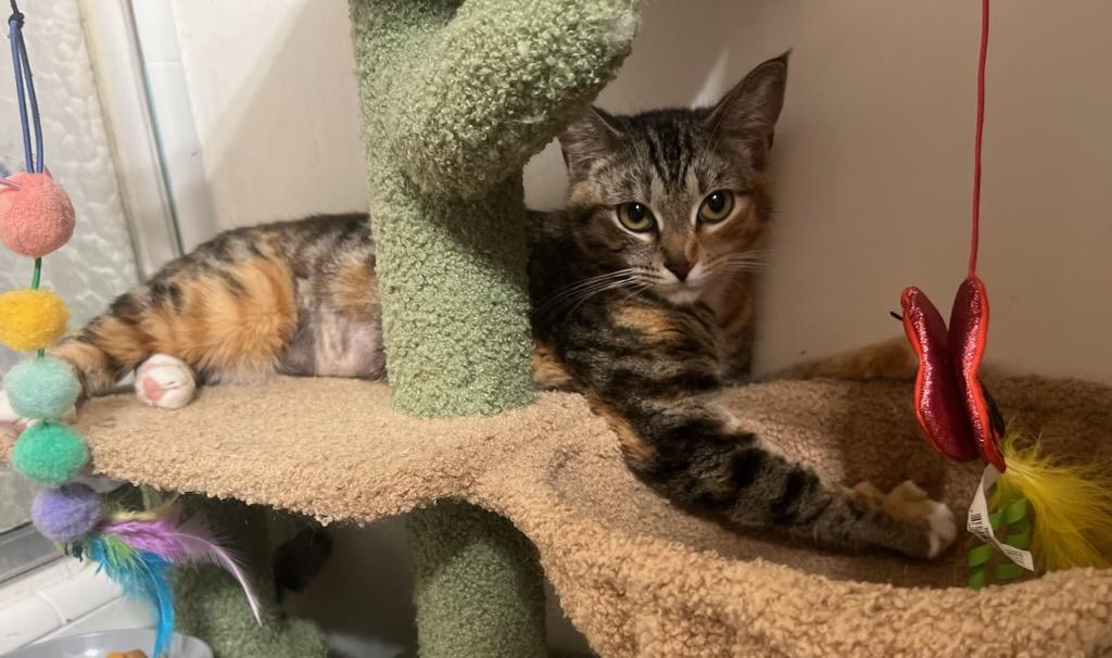 Enlarge Ruby, a ADOPTABLE mixed breed in Mission Hills, CA image 5/5