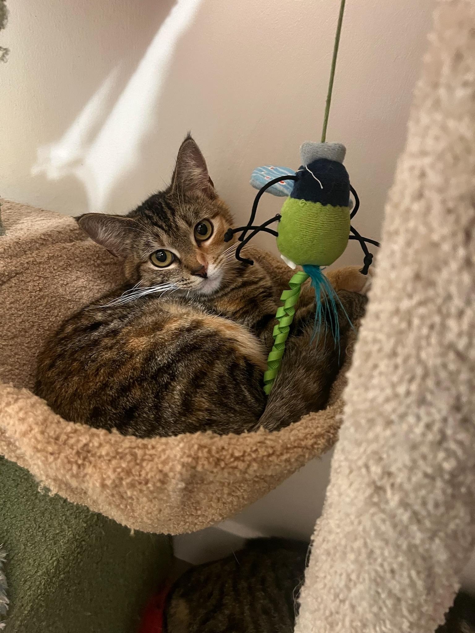 Enlarge Ruby, a ADOPTABLE mixed breed in Mission Hills, CA image 2/5