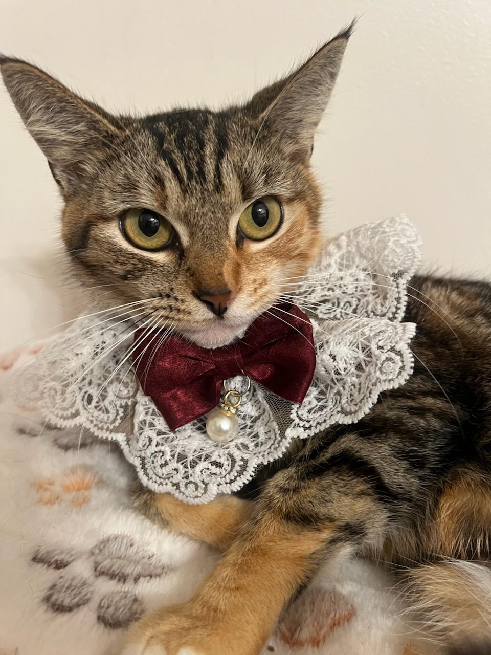 Ruby, ADOPTABLE, Young Female Domestic Short Hair & Tabby.