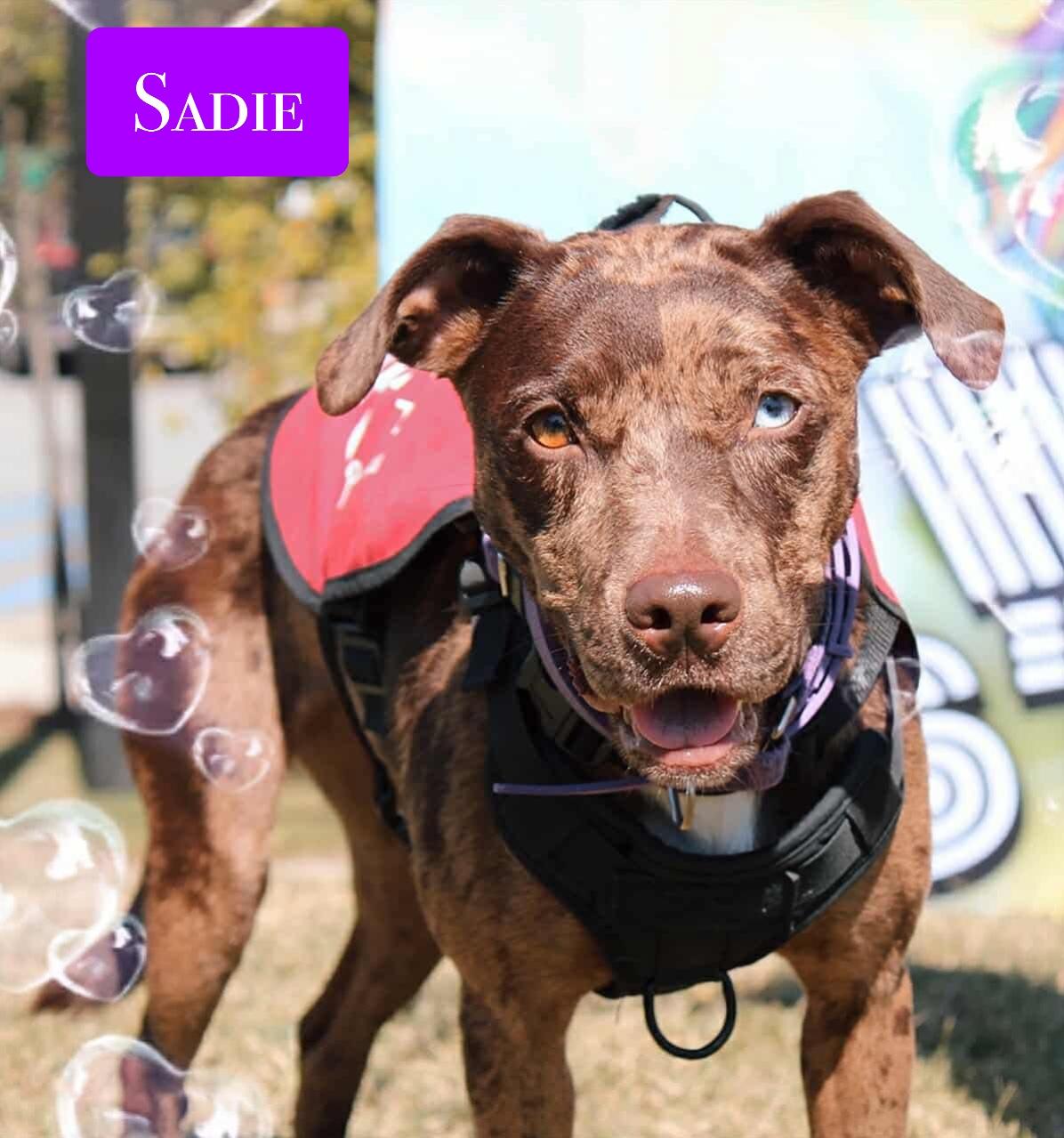 Enlarge Sadie , a ADOPTABLE mixed breed in Stockbridge, GA image 4/5