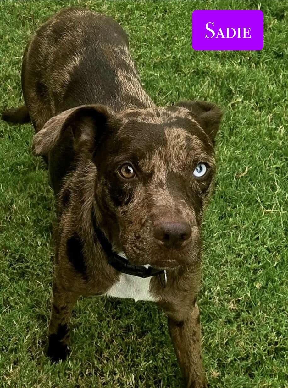 Enlarge Sadie , a ADOPTABLE mixed breed in Stockbridge, GA image 3/5