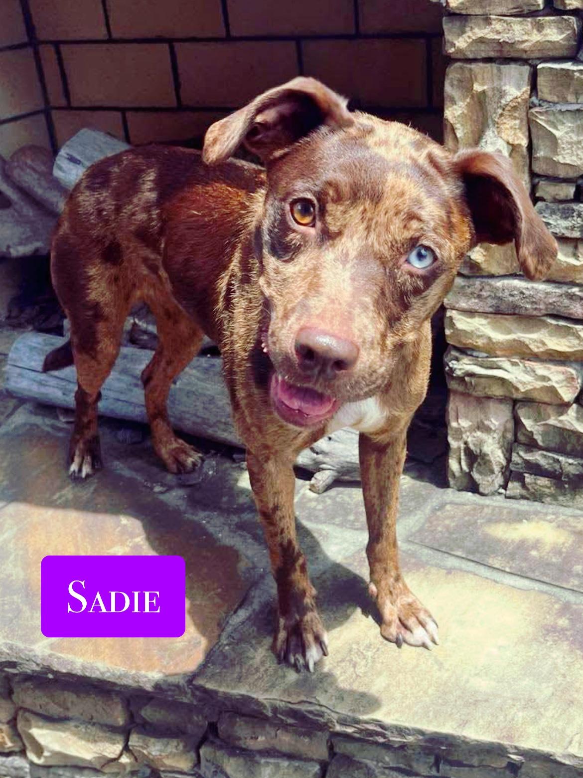 Enlarge Sadie , a ADOPTABLE mixed breed in Stockbridge, GA image 1/5