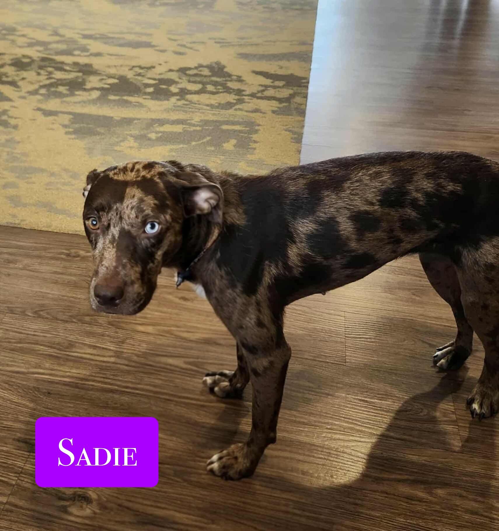 Sadie — thumbnail 4