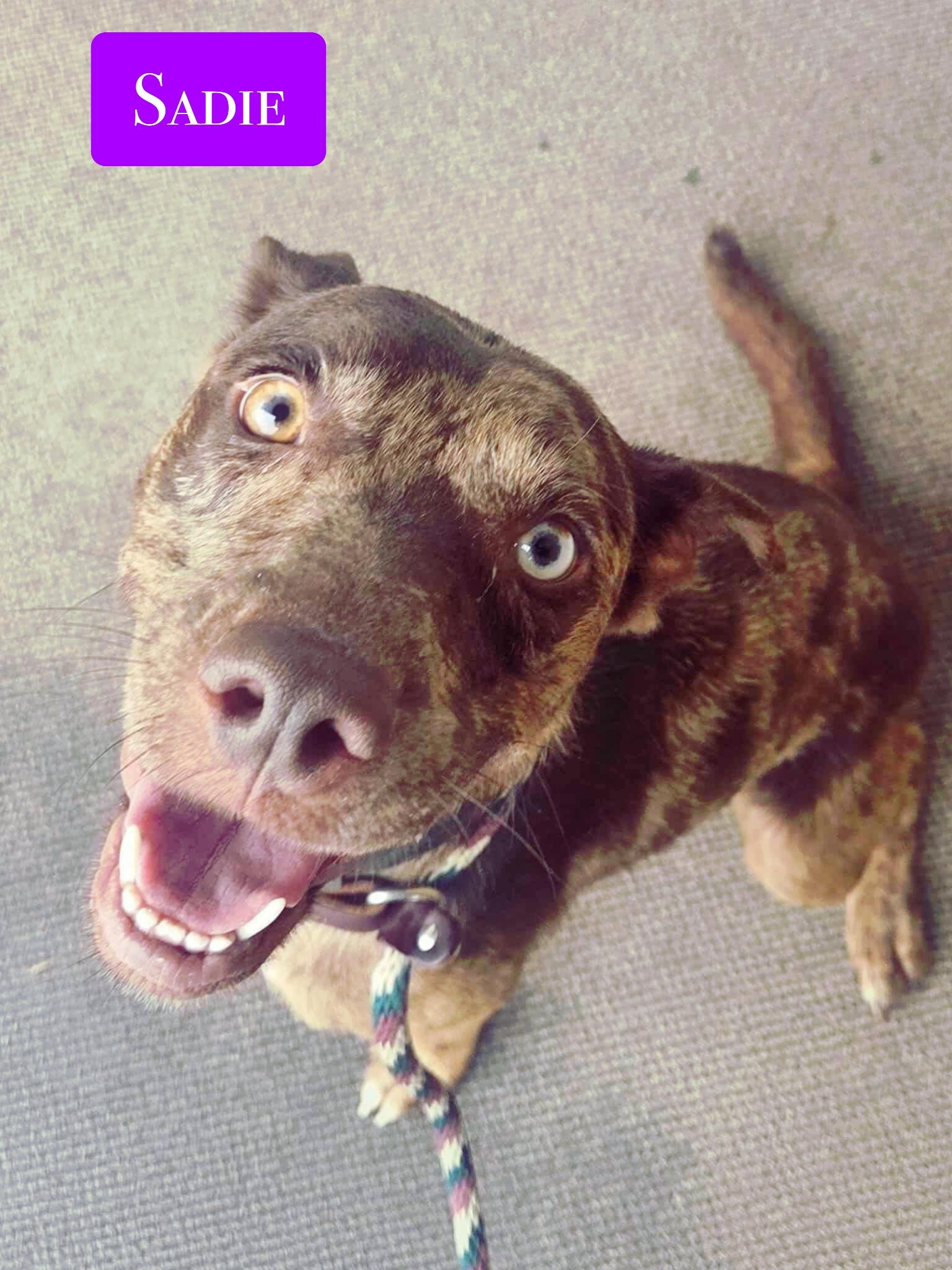 Enlarge Sadie , a ADOPTABLE mixed breed in Stockbridge, GA image 2/5