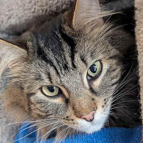 Enlarge ZELDA, a Adoptable Domestic Long Hair in Sequim, WA image 1/5