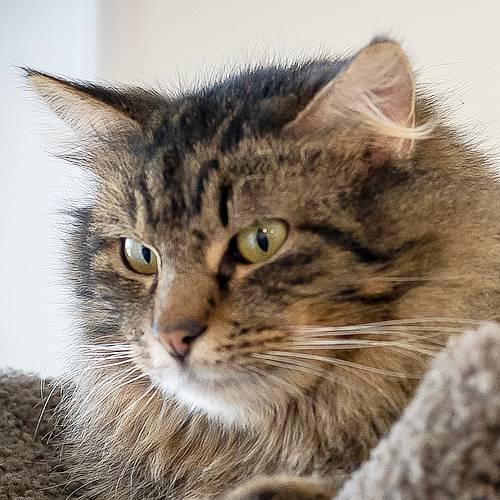 Enlarge ZELDA, a Adoptable Domestic Long Hair in Sequim, WA image 5/5
