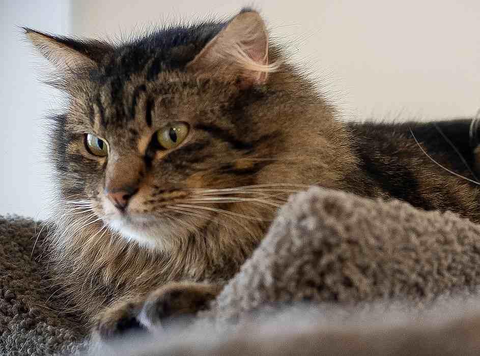Enlarge ZELDA, a Adoptable Domestic Long Hair in Sequim, WA image 2/5