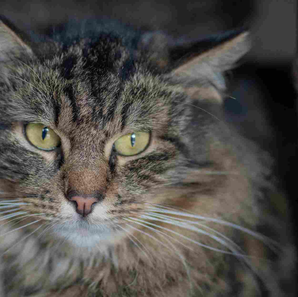 Enlarge ZELDA, a Adoptable Domestic Long Hair in Sequim, WA image 3/5