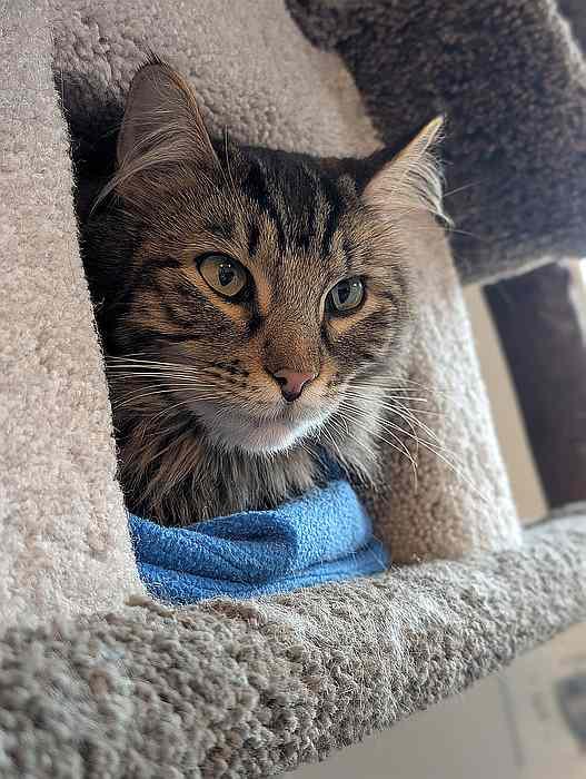 Enlarge ZELDA, a Adoptable Domestic Long Hair in Sequim, WA image 4/5