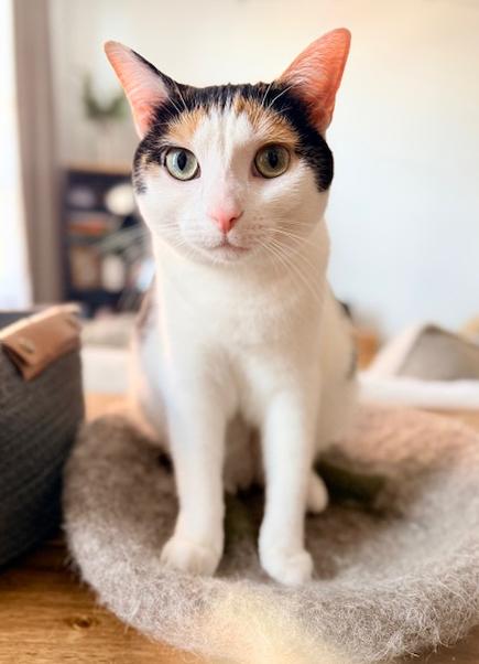 Enlarge Lei is more beautiful and sweet than any bouquet!  VIDEO of this lap snuggler too!, an adopted mixed breed in Bedford Hills, NY image 6/6