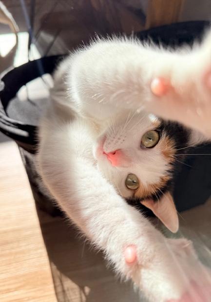 Enlarge Lei is more beautiful and sweet than any bouquet!  VIDEO of this lap snuggler too!, an adopted mixed breed in Bedford Hills, NY image 4/6