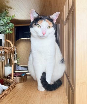 Enlarge Lei is more beautiful and sweet than any bouquet!  VIDEO of this lap snuggler too!, an adopted mixed breed in Bedford Hills, NY image 5/6