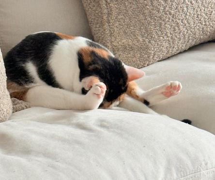 Enlarge Lei is more beautiful and sweet than any bouquet!  VIDEO of this lap snuggler too!, an adopted mixed breed in Bedford Hills, NY image 3/6