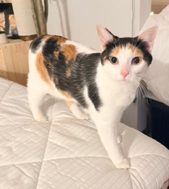 Lei is more beautiful and sweet than any bouquet! VIDEO of this lap snuggler too!, adopted, Young Female Turkish Van & Calico.