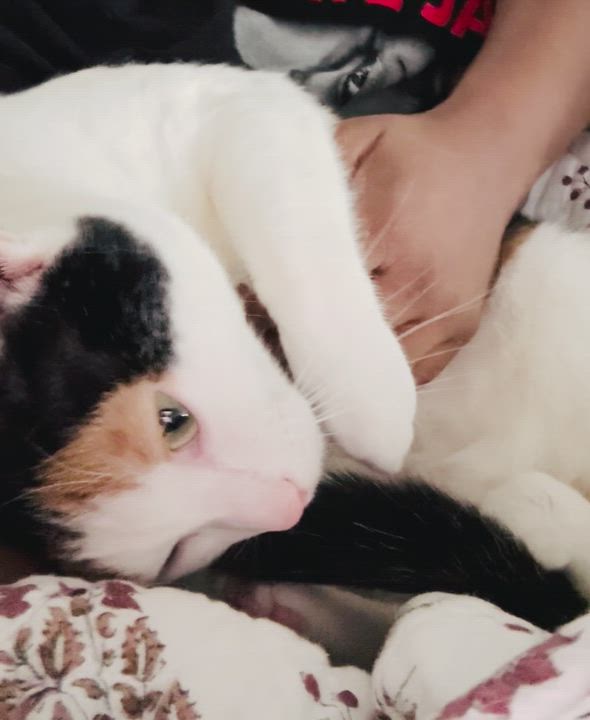 Enlarge Lei is more beautiful and sweet than any bouquet!  VIDEO of this lap snuggler too!, an adopted mixed breed in Bedford Hills, NY video 2/6