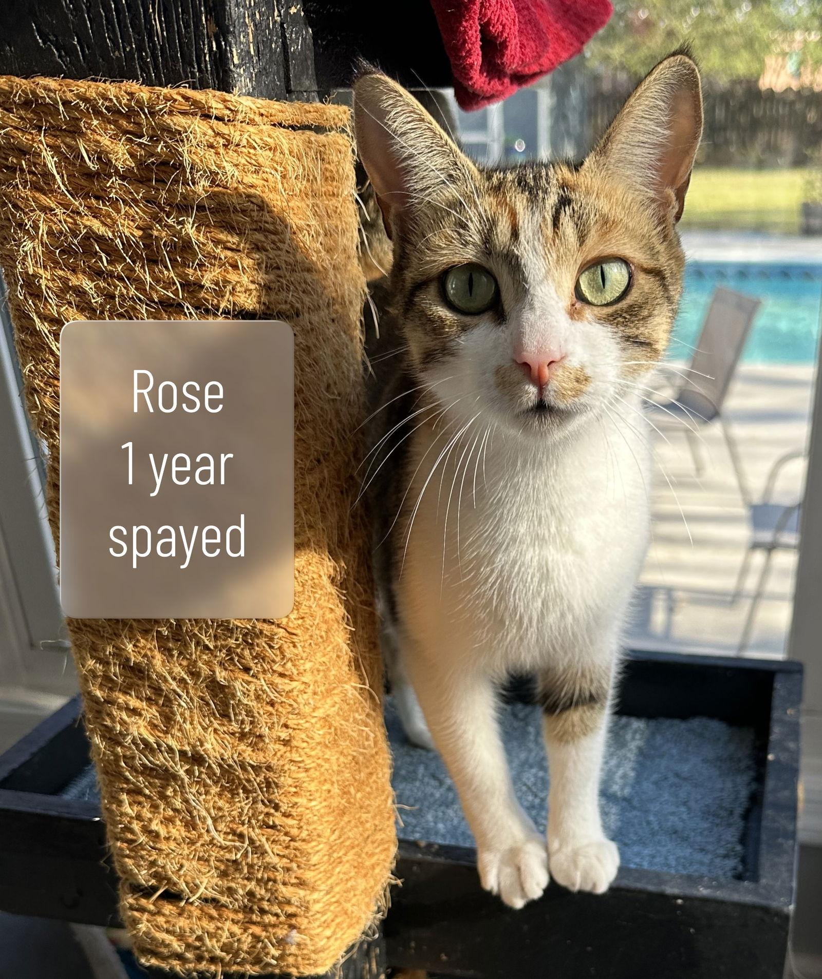 Enlarge Rose, a Adoptable Domestic Short Hair in Virginia Beach, VA image 1/1