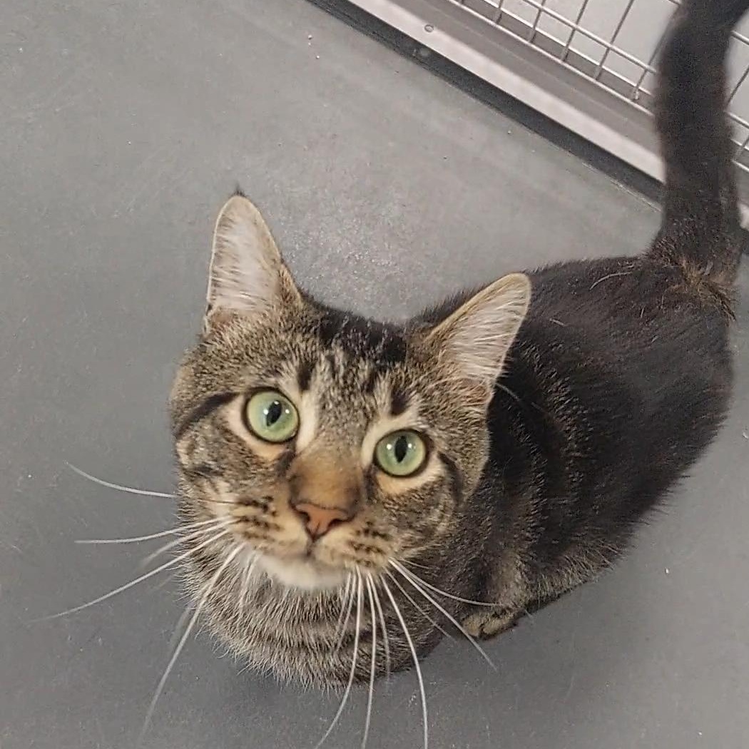 Enlarge Sully, a Adoptable Domestic Short Hair in Williamsport, PA image 2/2