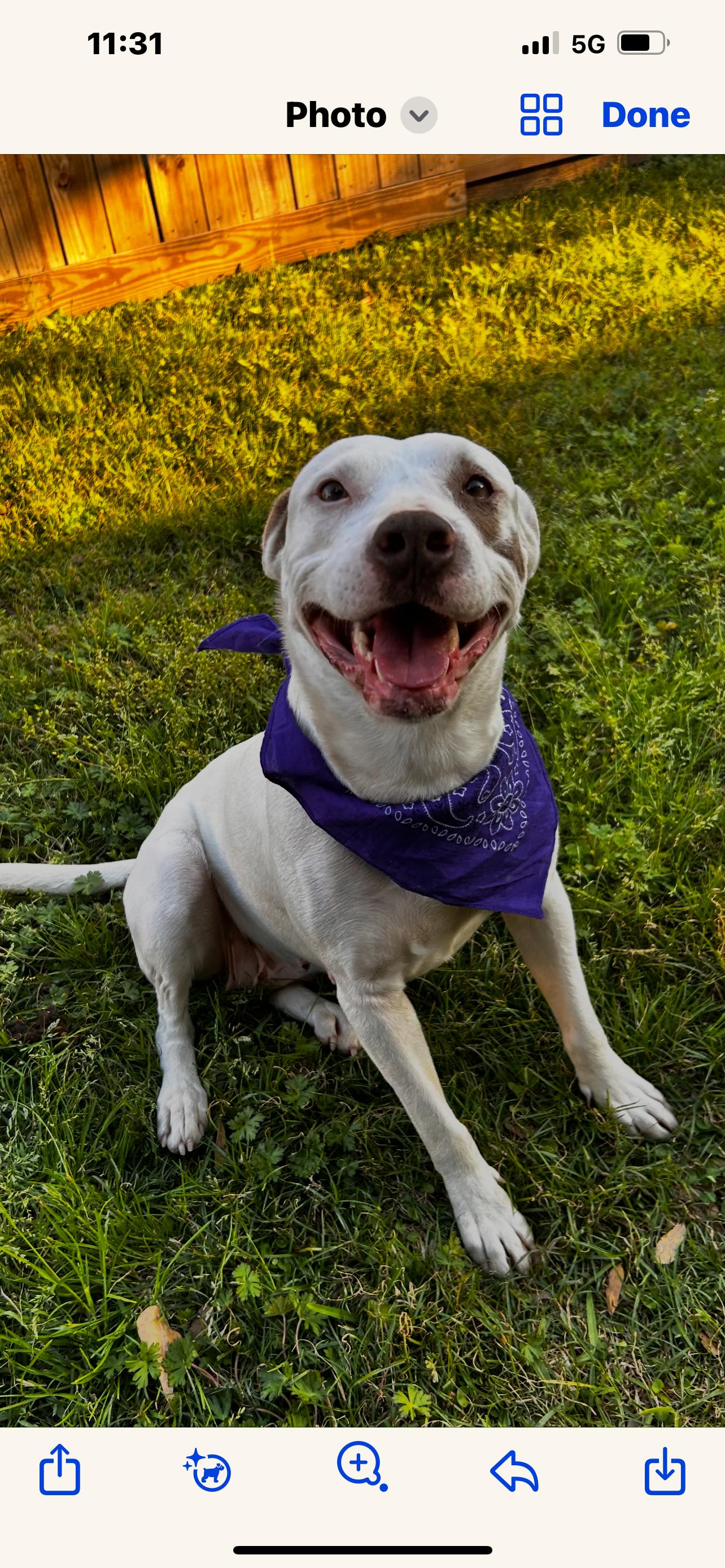 Enlarge Amorette, a Adoptable Pit Bull Terrier in Albuquerque, NM image 3/5