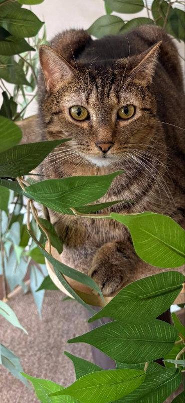 Noodle, a Adoptable Domestic Short Hair in Gettysburg, PA image 1/3