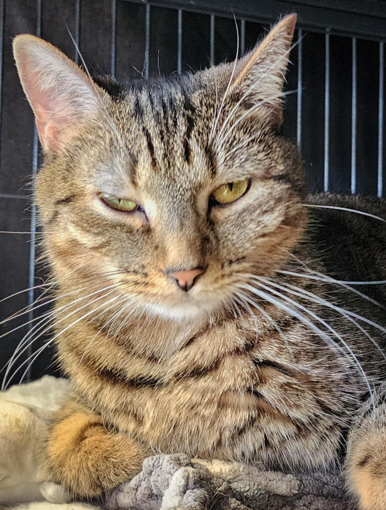 Noodle, a Adoptable Domestic Short Hair in Gettysburg, PA image 1/2