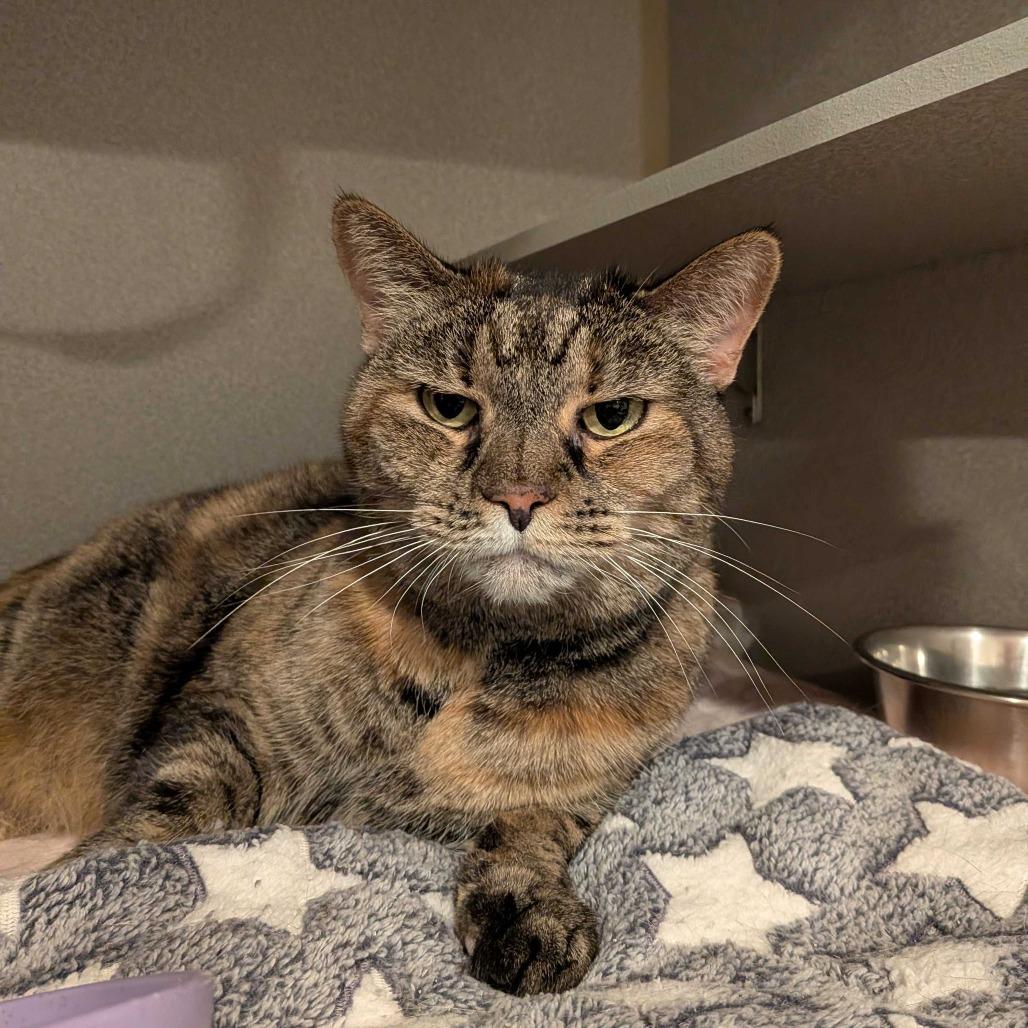 Enlarge Molly Cricket, a Adoptable Domestic Short Hair in Alexandria, VA image 1/1