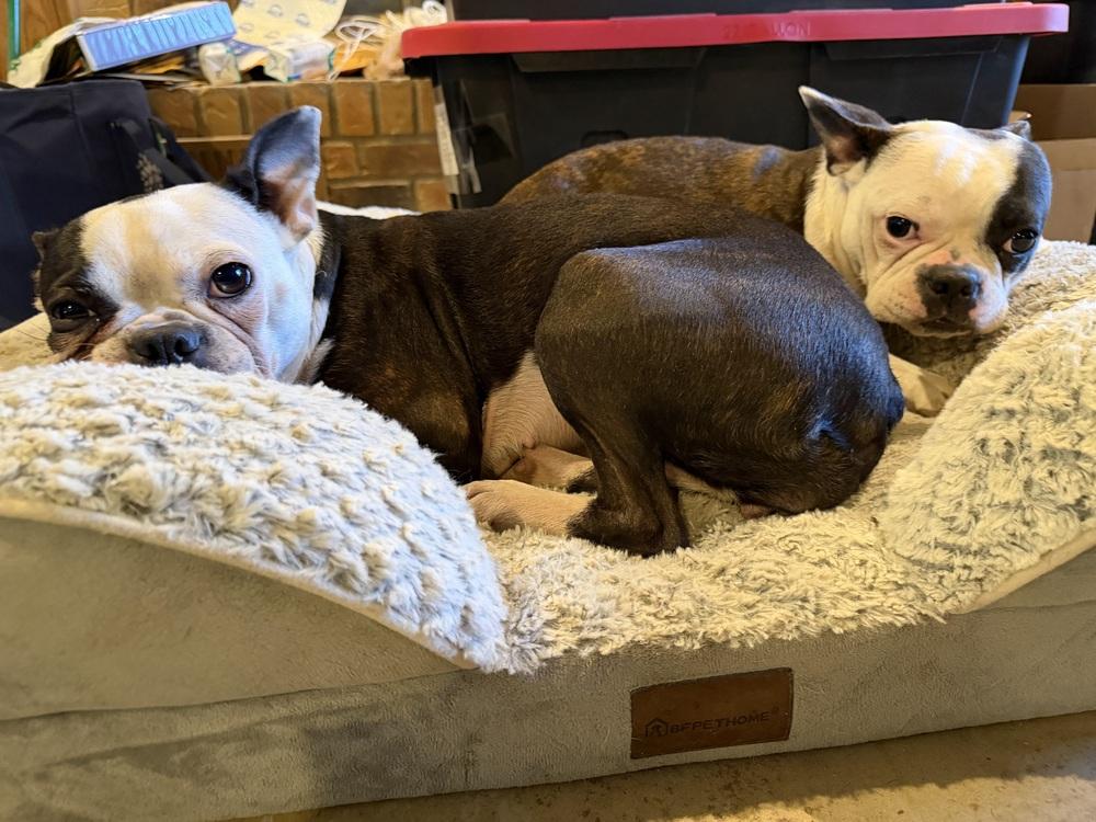Trixie, Adoptable, Adult Female Boston Terrier.