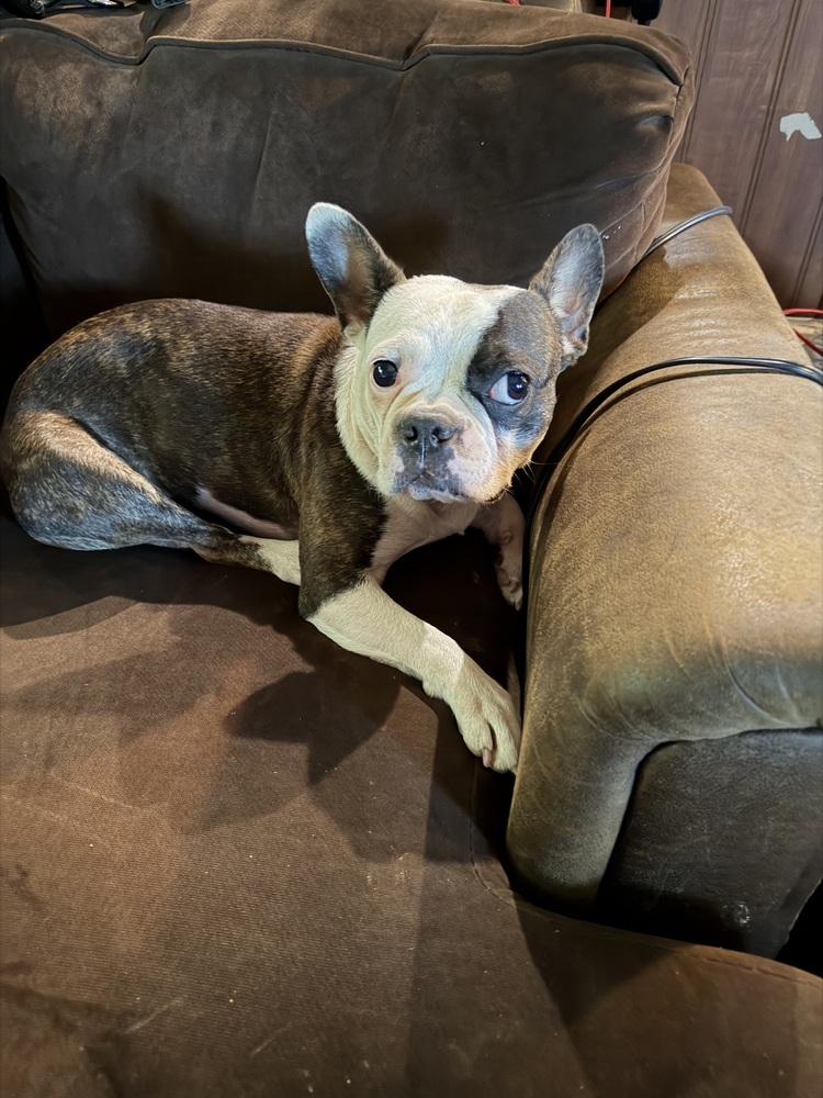 Enlarge Trixie, a Adoptable mixed breed in Richardson, TX image 2/3