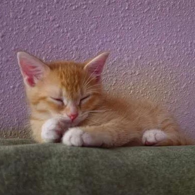 Enlarge Squash Crew, an adopted Tabby in North Platte, NE image 2/4