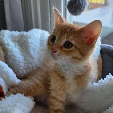 Squash Crew, adopted, Kitten Male Tabby.
