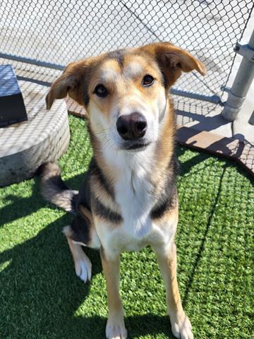 Enlarge MIA, a Adoptable mixed breed in Lathrop, CA image 1/1