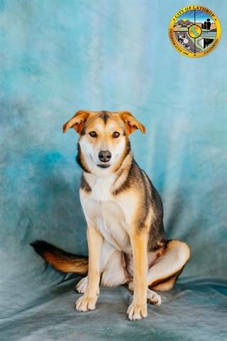 MIA, Adoptable, Young Female German Shepherd Dog & Mixed Breed.