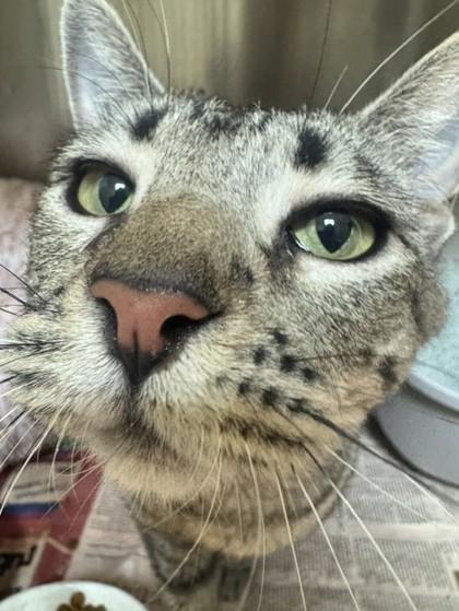 Maggie, Adoptable, Adult Female Domestic Short Hair & Domestic Short Hair.